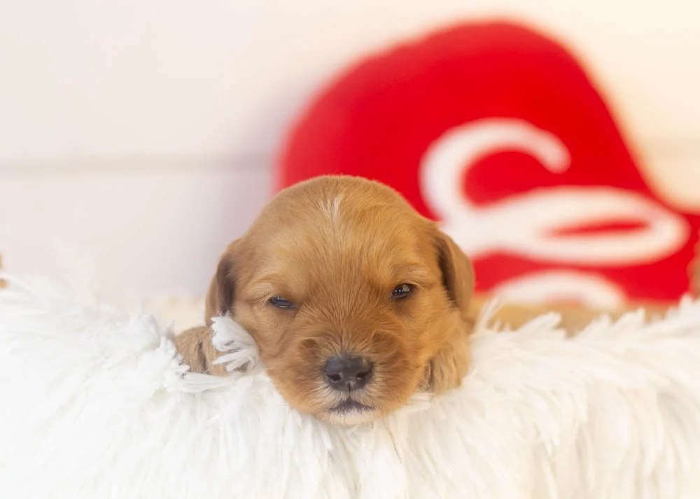 Douglas goldendoodle for sale(1).jpg