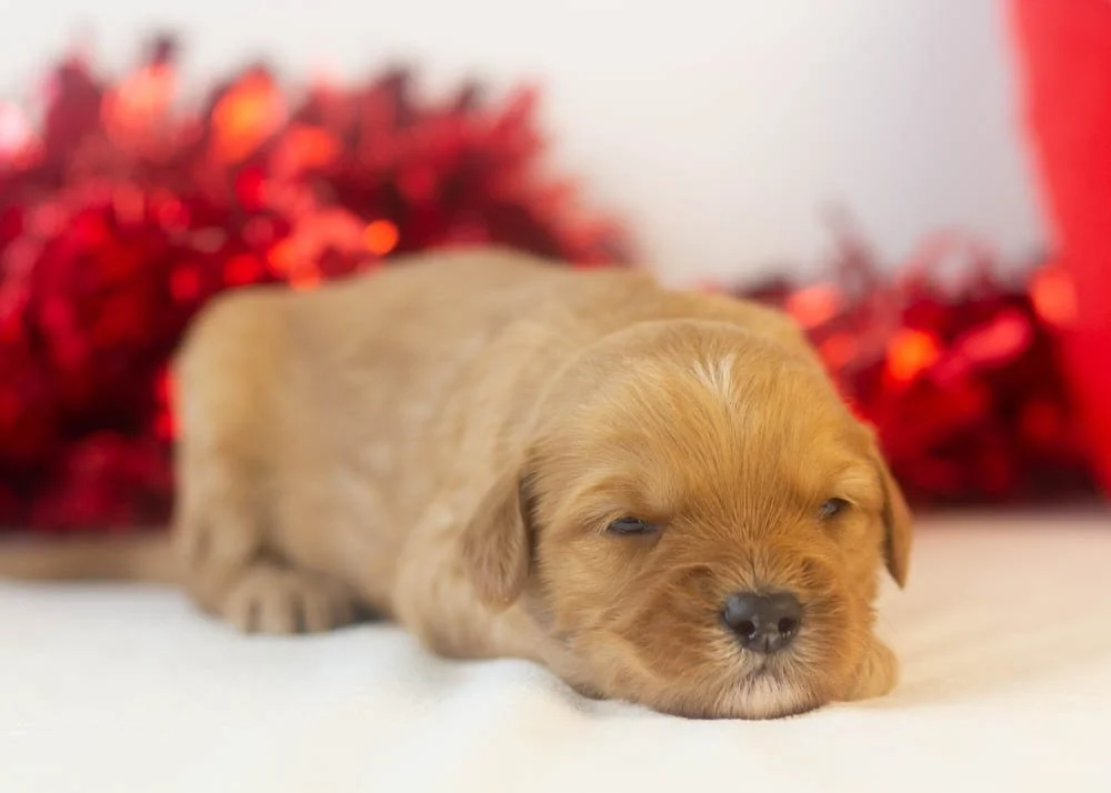 Douglas goldendoodle for sale(3).jpg