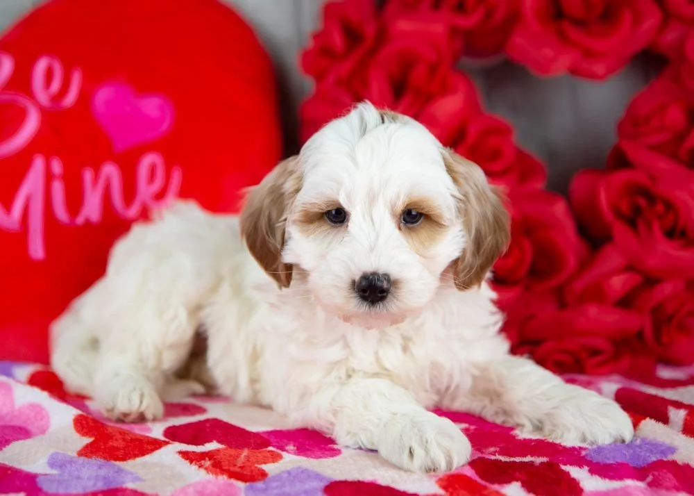 Clay goldendoodle for sale.jpg