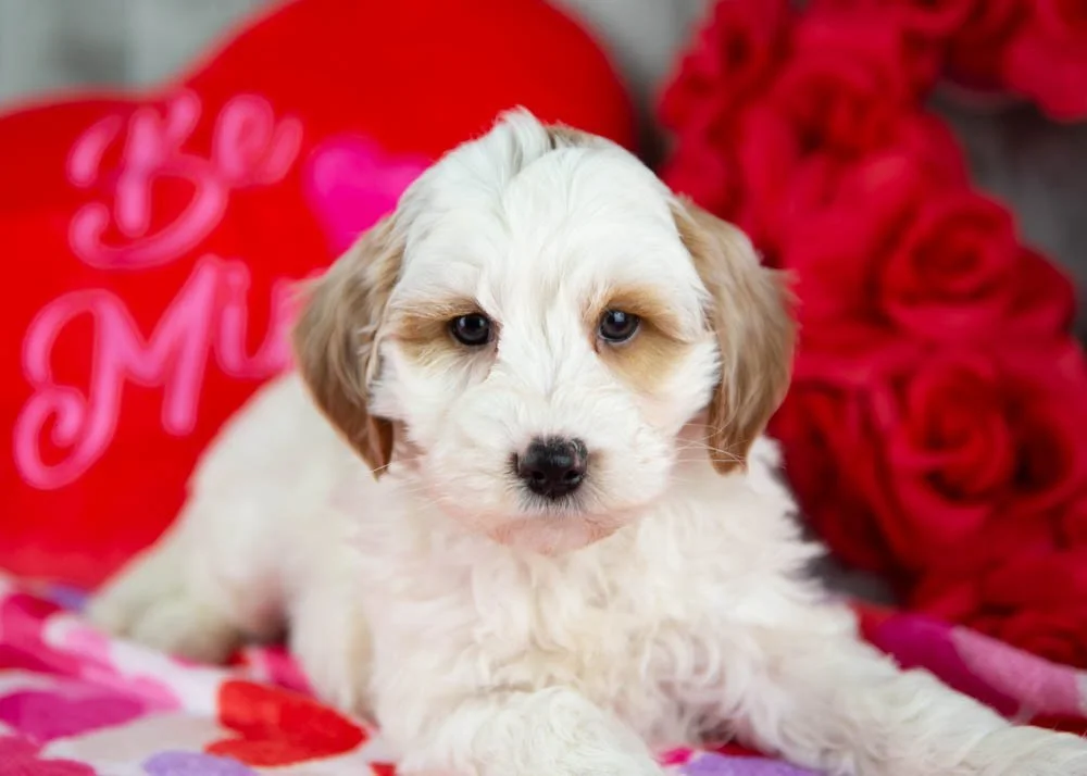 Clay goldendoodle for sale(3).jpg