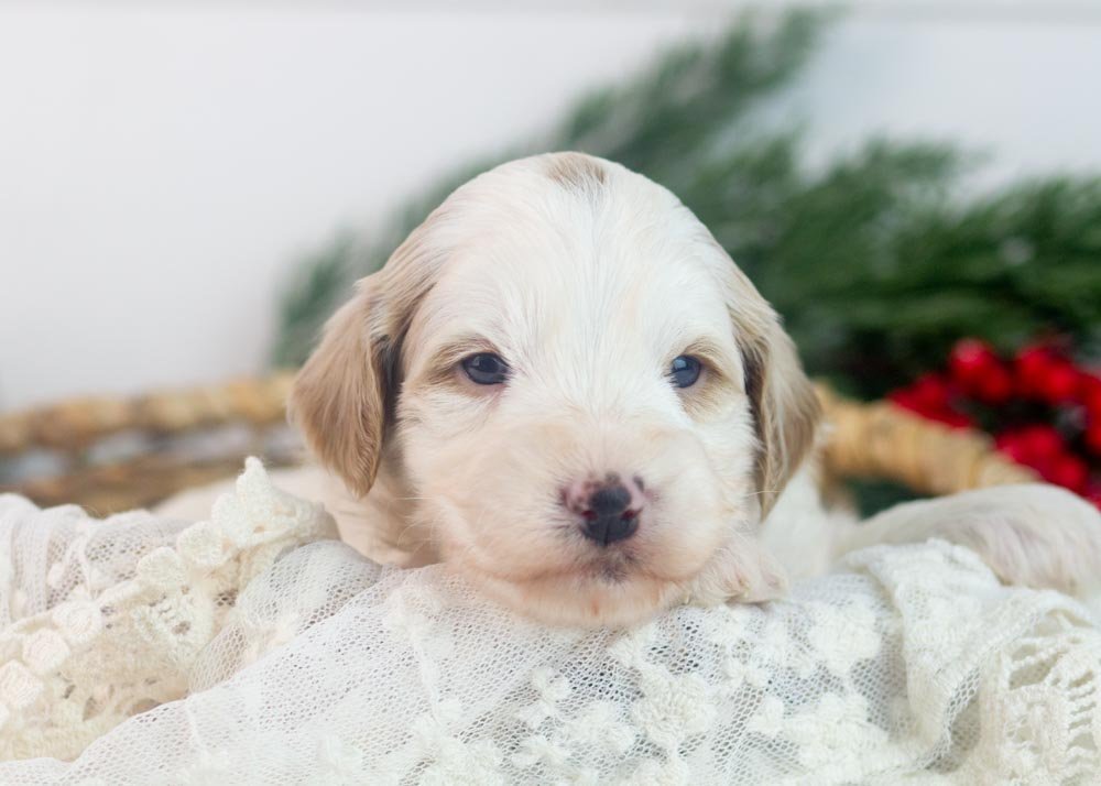Clay goldendoodle for sale(1).jpg