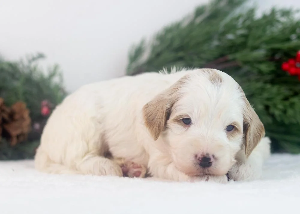 Clay goldendoodle for sale.jpg