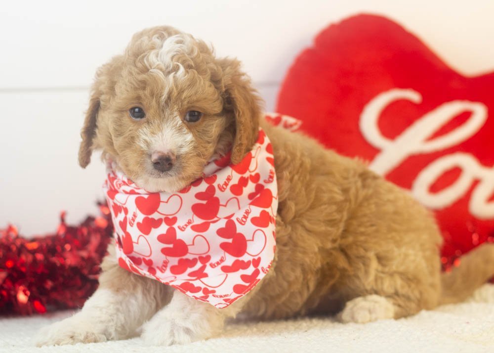 Bowser goldendoodle for sale.jpg