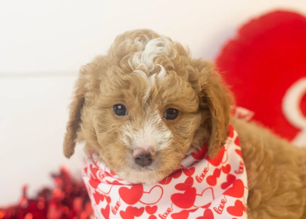 Bowser goldendoodle for sale(3).jpg
