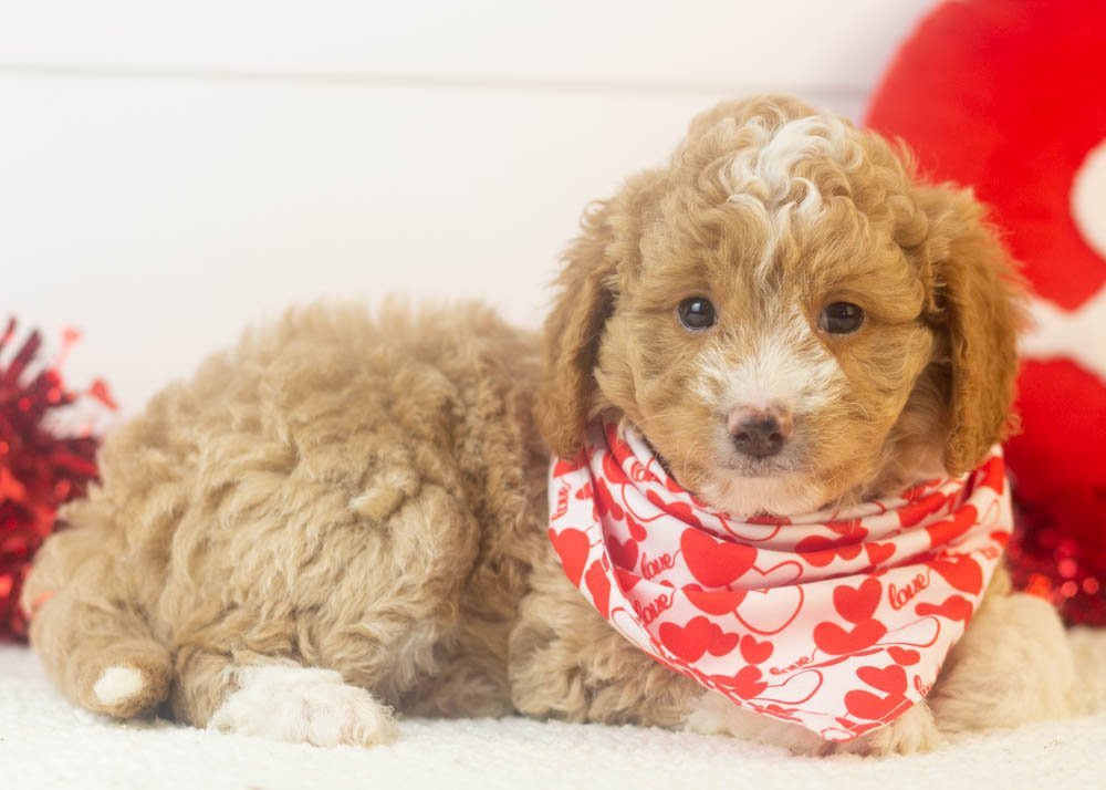 Bowser goldendoodle for sale(2).jpg