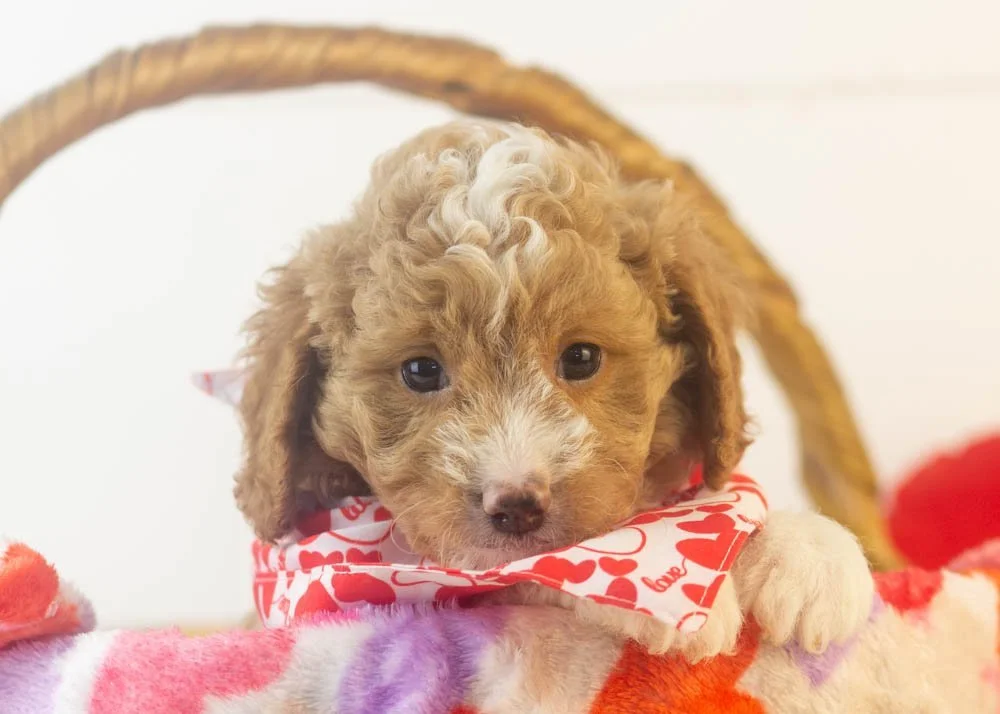 Bowser goldendoodle for sale(1).jpg