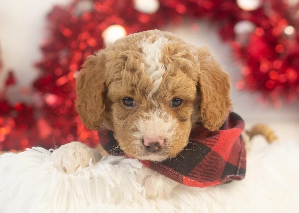 Bowser goldendoodle for sale(1).jpg