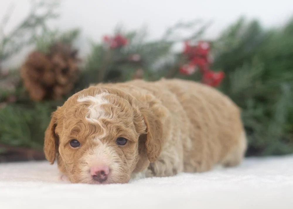 Bowser goldendoodle for sale.jpg