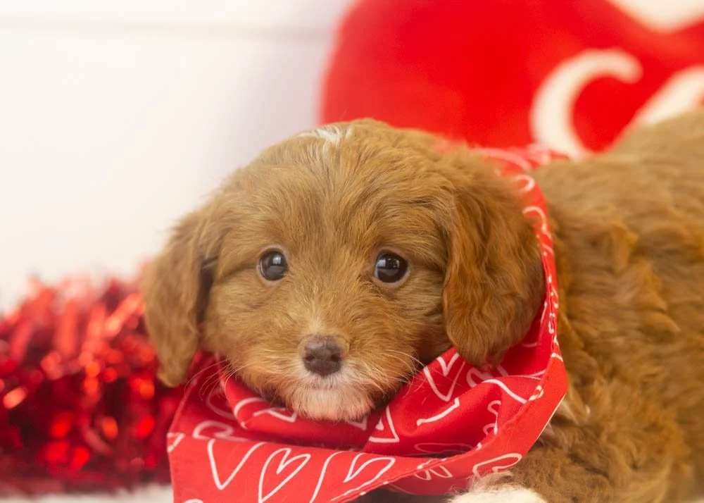 Doug 12-16-25 Luigi 2.92.jpg