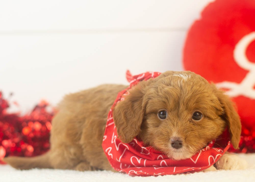 Doug 12-16-25 Luigi 2.92-2.jpg