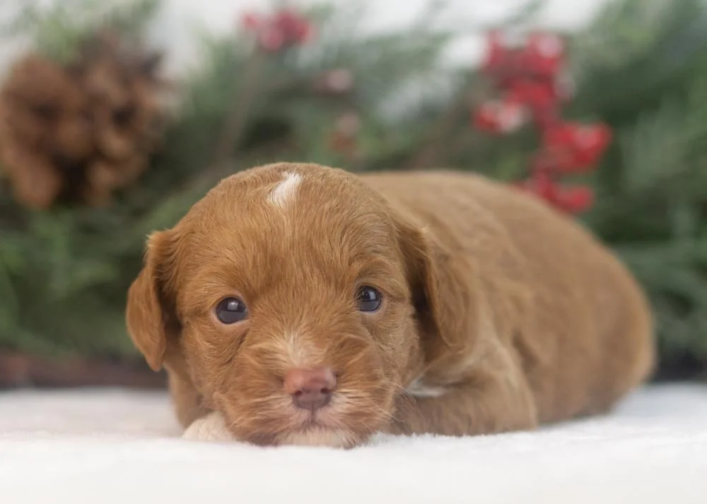 Luigi goldendoodle for sale(1).jpg