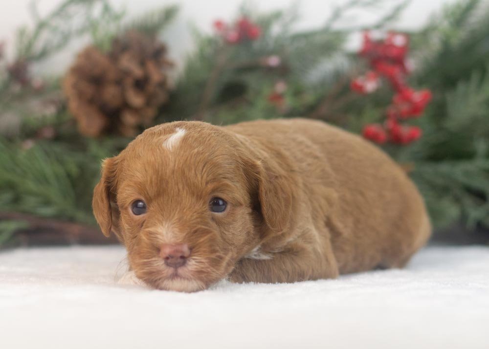 Luigi goldendoodle for sale(2).jpg