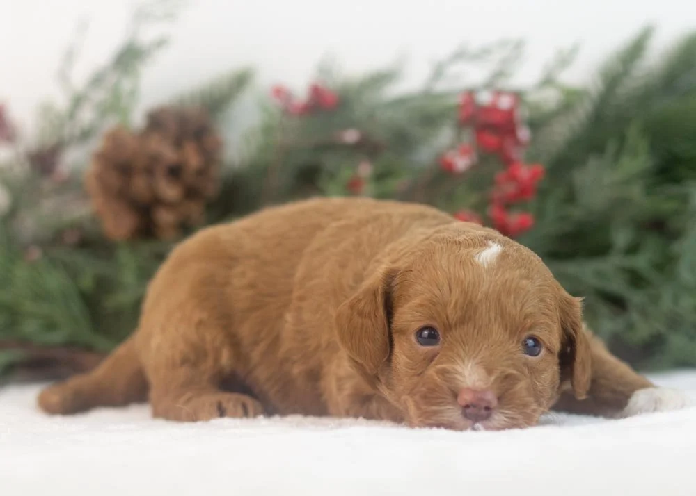 Luigi goldendoodle for sale(3).jpg