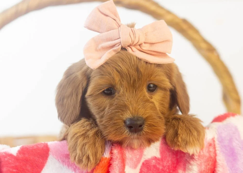 nancy goldendoodle for sale(1).jpg