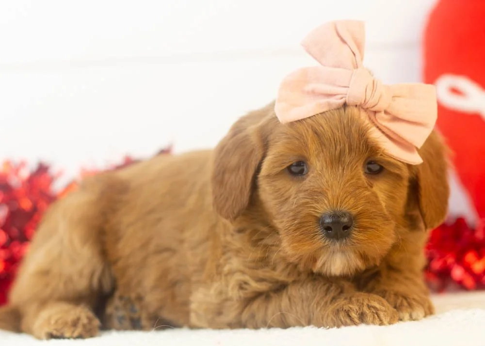 nancy goldendoodle for sale(2).jpg