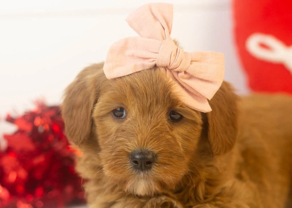 nancy goldendoodle for sale(3).jpg