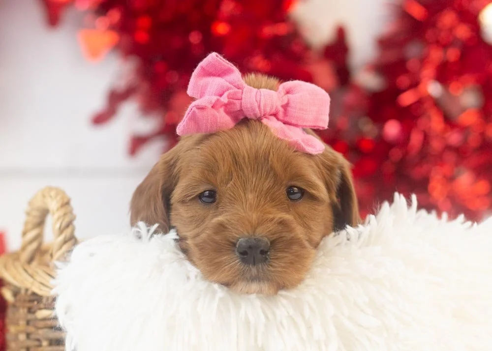Nancy goldendoodle for sale(1).jpg