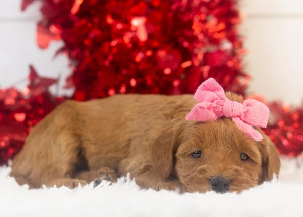 Nancy goldendoodle for sale(2).jpg