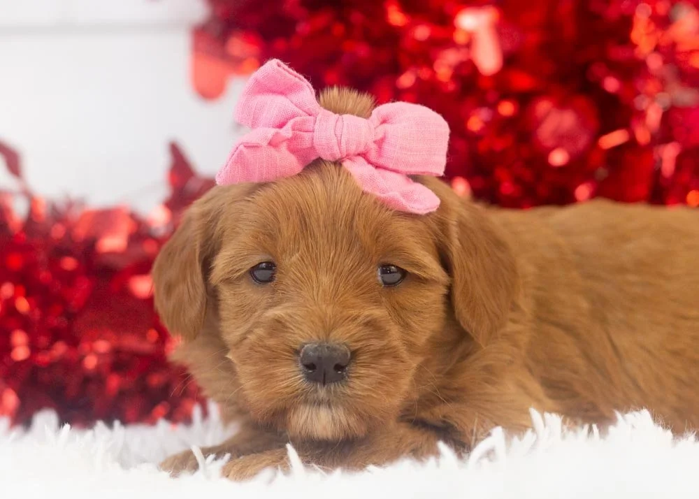 Nancy goldendoodle for sale..jpg