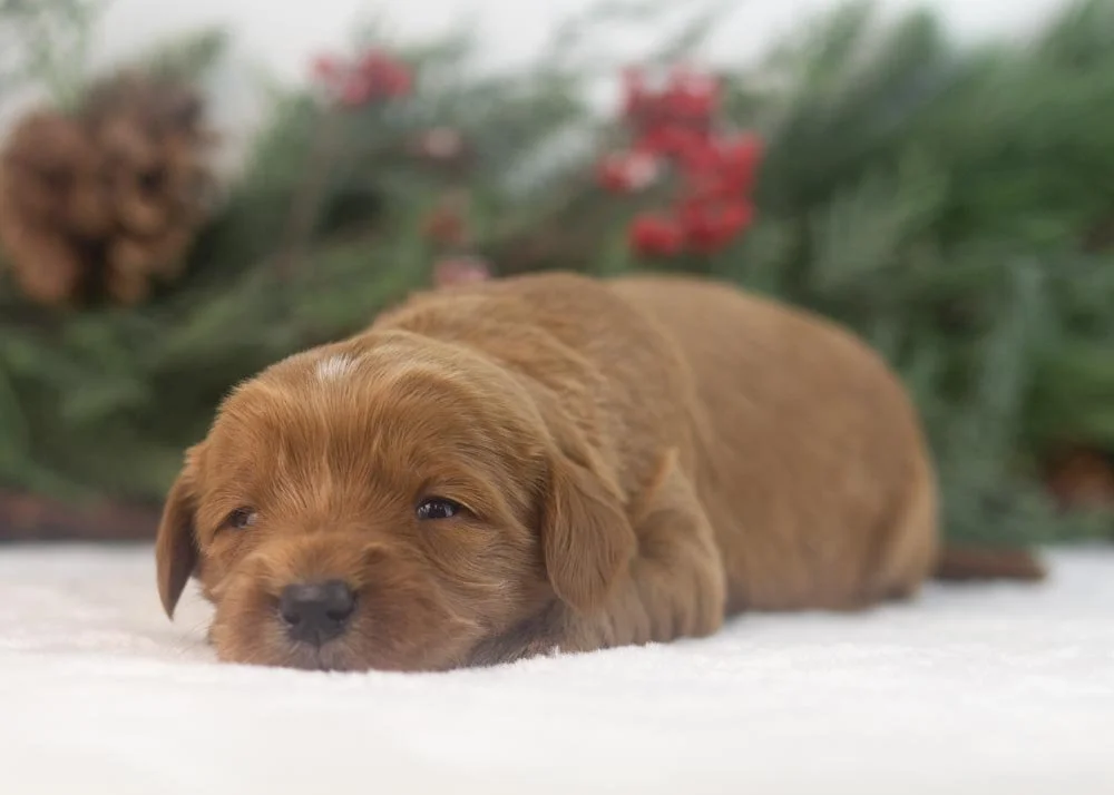 Nancy goldendoodle for sale.jpg