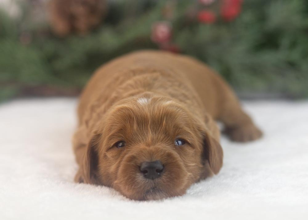 Nancy goldendoodle for sale(2).jpg