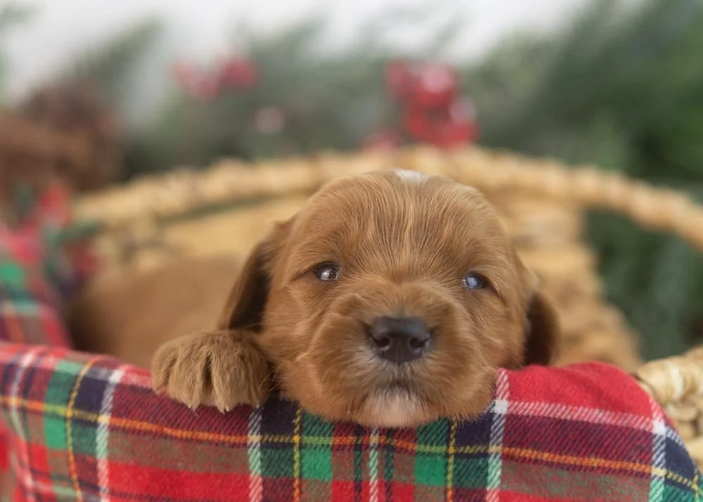 Nancy goldendoodle for sale(1).jpg