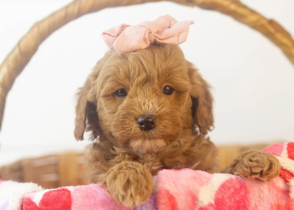 robin goldendoodle for sale(1).jpg
