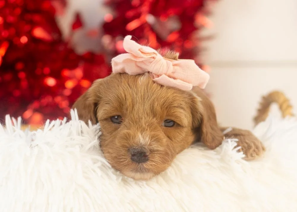 Robin goldendoodle for sale(1).jpg