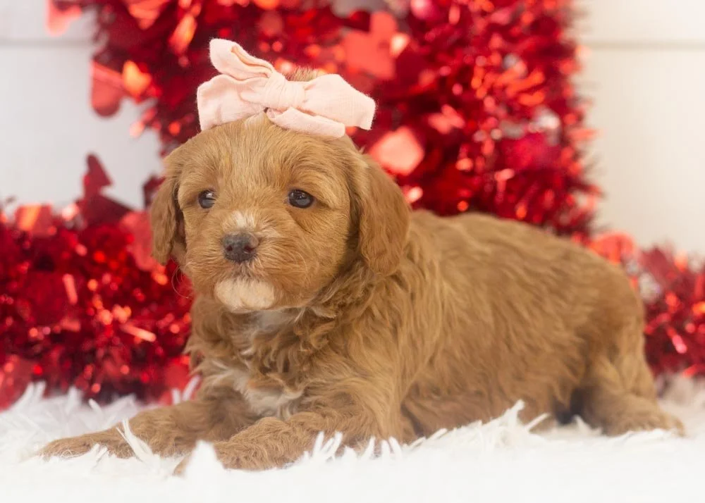 Robin goldendoodle for sale.jpg