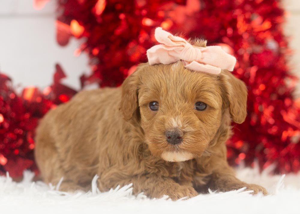 Robin goldendoodle for sale(3).jpg