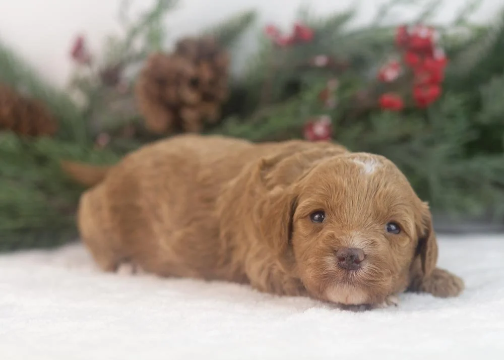 Robin goldendoodle for sale(2).jpg