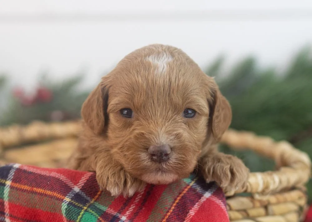 Robin goldendoodle for sale.jpg