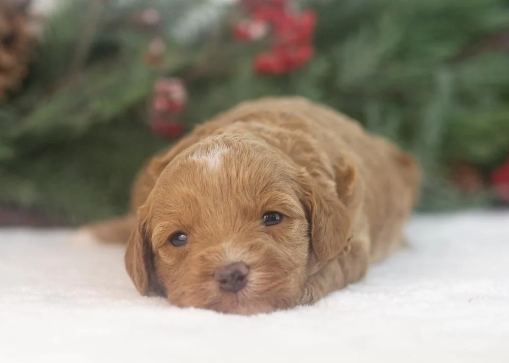 Robin goldendoodle for sale(3).jpg