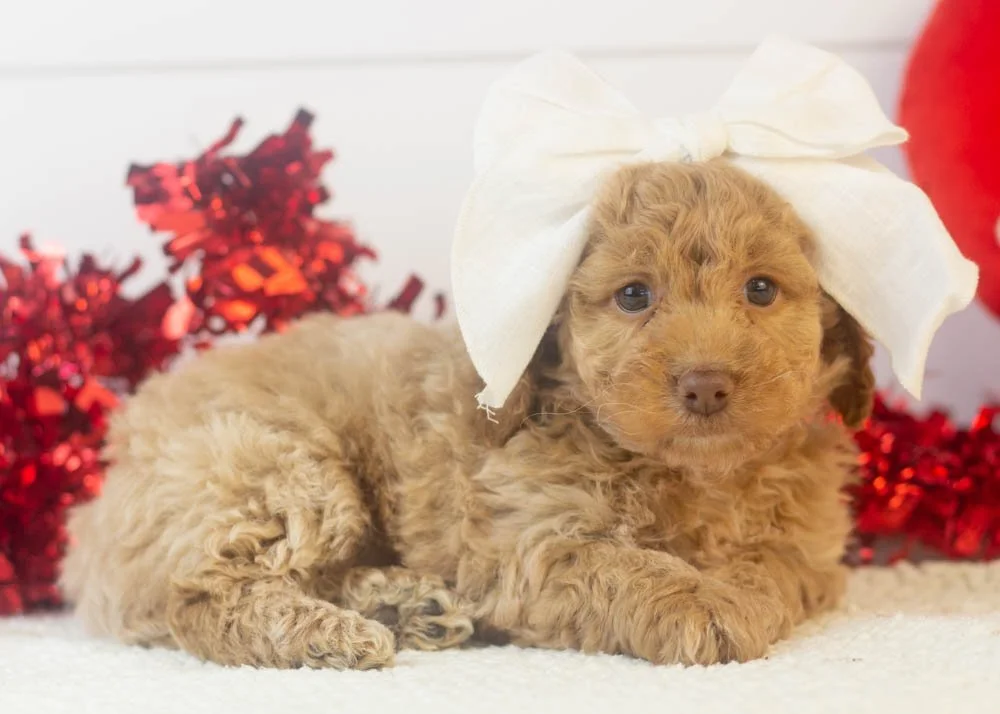 alabama goldendoodle for sale(2).jpg