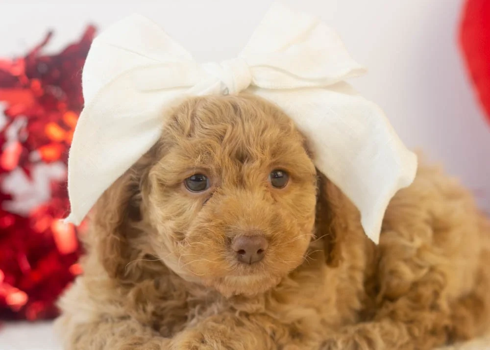 alabama goldendoodle for sale.jpg