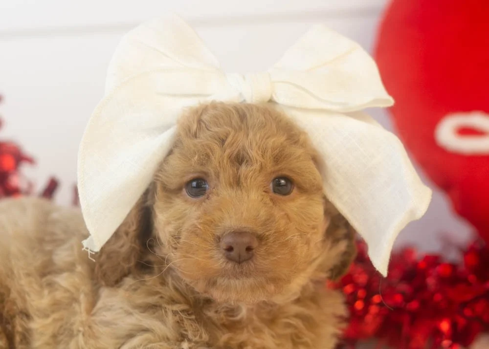 alabama goldendoodle for sale(1).jpg