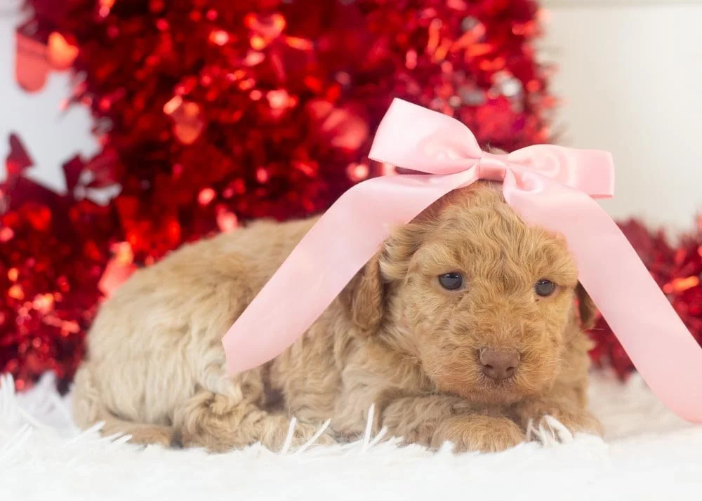 Alabama goldendoodle for sale(2).jpg