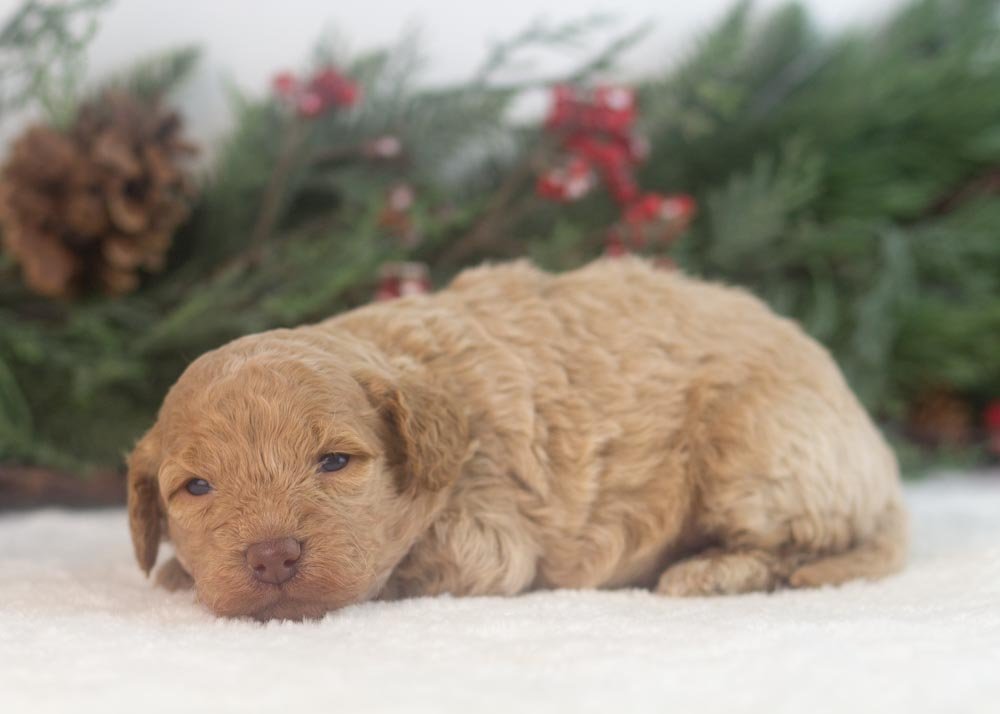 Alabama goldendoodle for sale.jpg