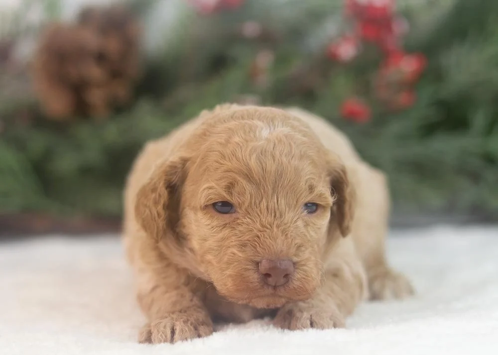 Alabama goldendoodle for sale(3).jpg