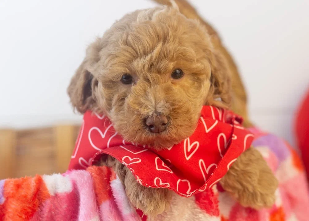 Ohio goldendoodle for sale(1).jpg