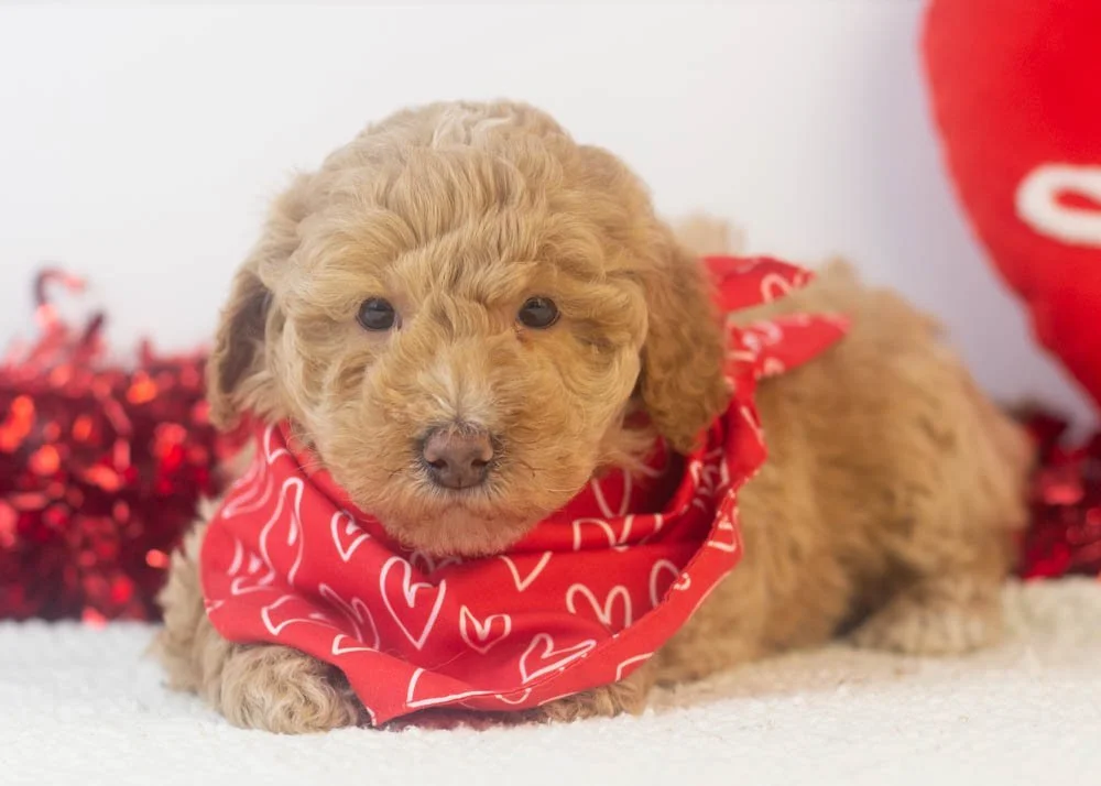 Ohio goldendoodle for sale.jpg