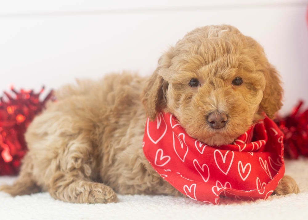 Ohio goldendoodle for sale(3).jpg