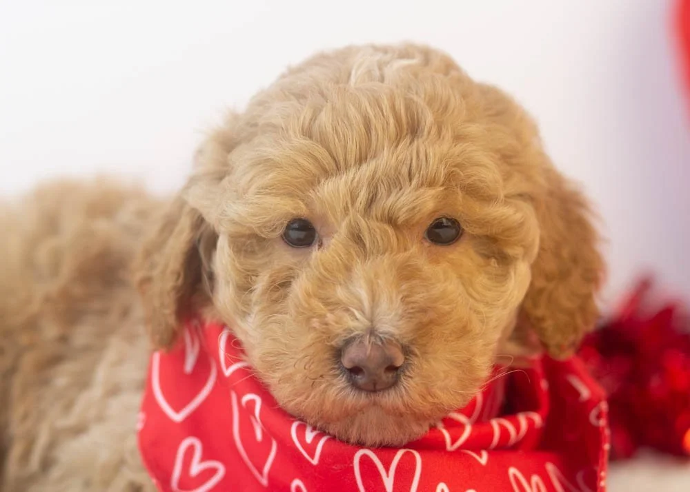 Ohio goldendoodle for sale(2).jpg