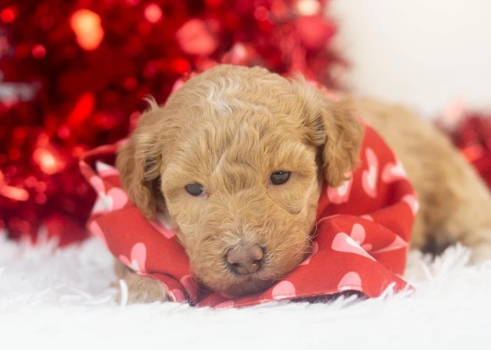 ohio goldendoodle for sale(3).jpg