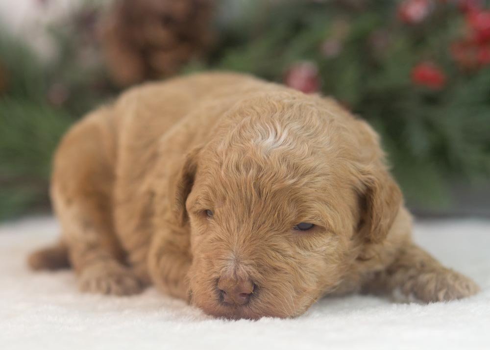 Ohio goldendoodle for sale(1).jpg