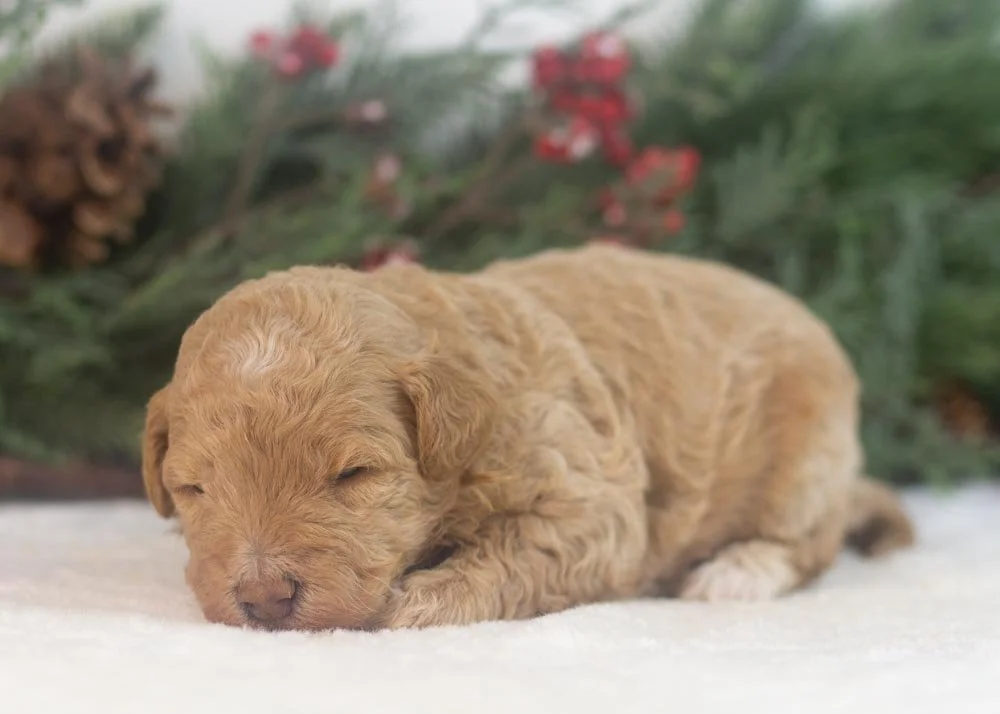 Ohio goldendoodle for sale(3).jpg