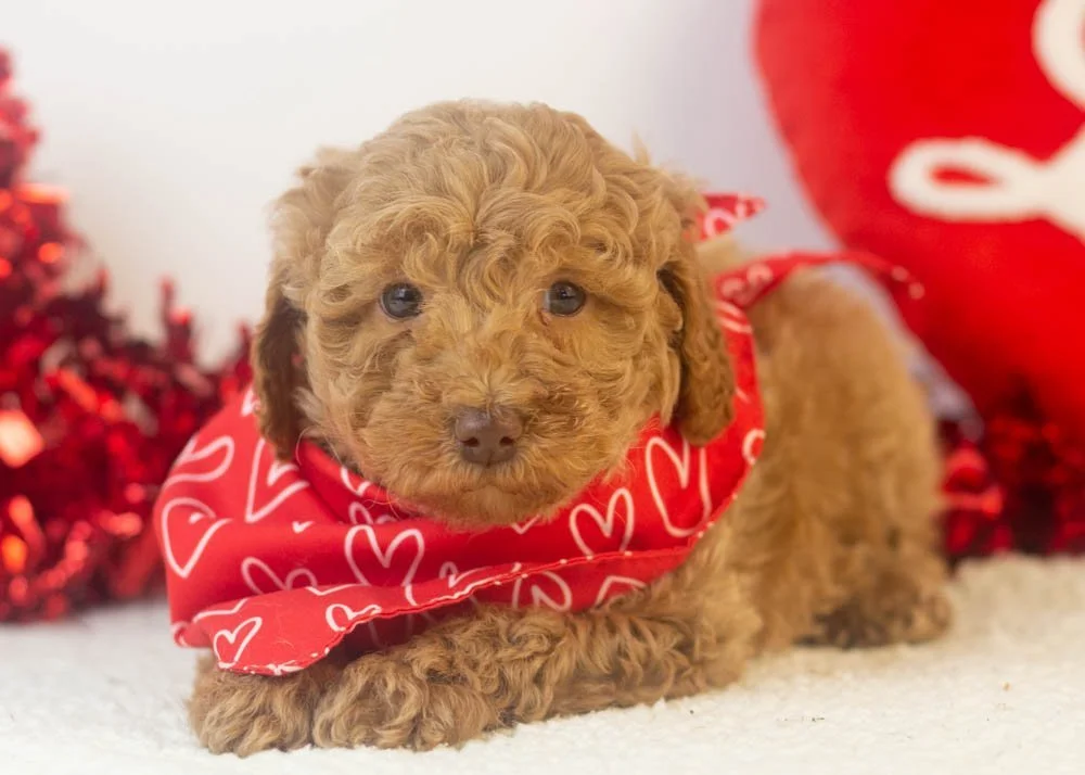 Texas goldendoodle for sale.jpg