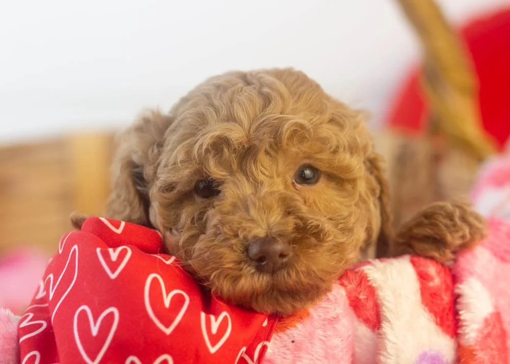 Texas goldendoodle for sale(1).jpg