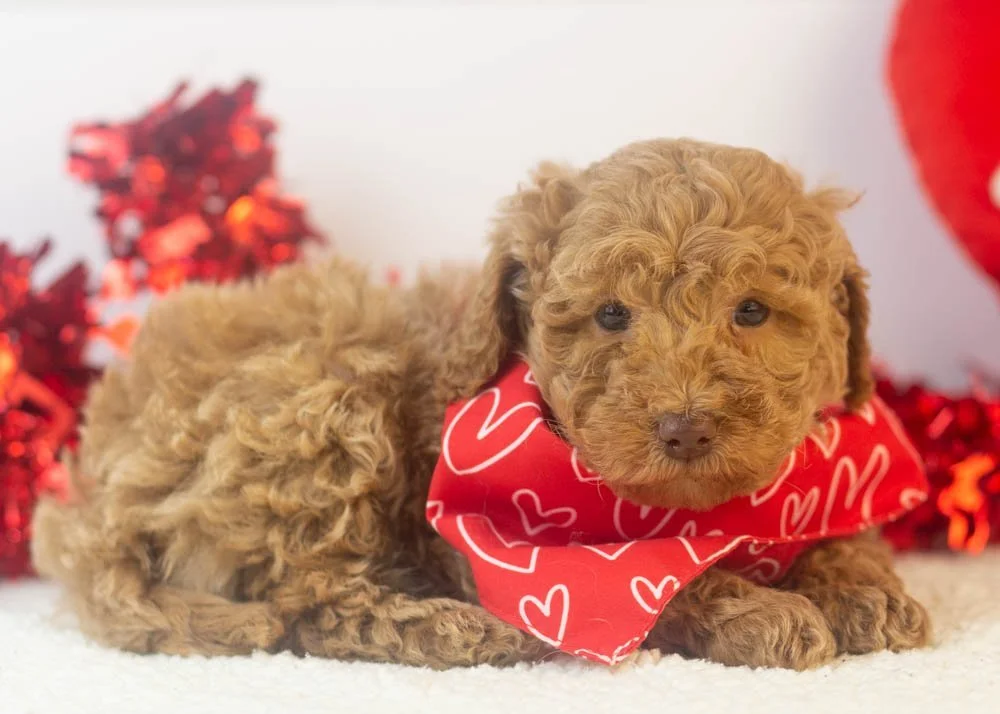 Texas goldendoodle for sale(3).jpg