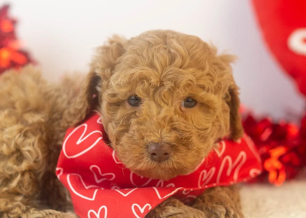 Texas goldendoodle for sale(2).jpg